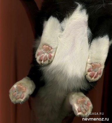 Отсканированные кошки (14 фото)