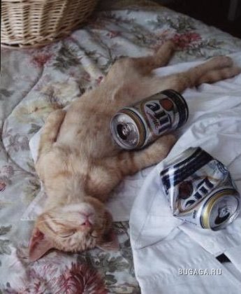 Фото-приколы: алкоголь и кошки (38 фото)