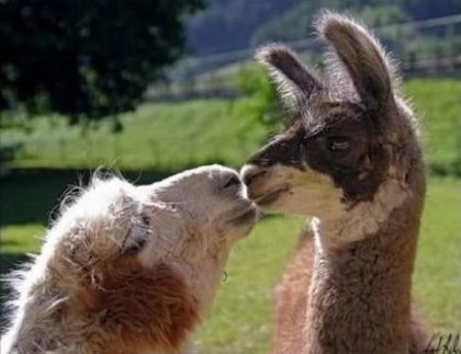 Поцелуи животных