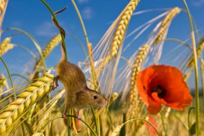 Жизнь полевых мышей