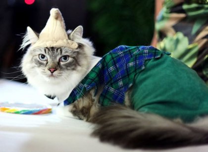 Сказочные наряды для кошек