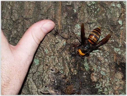 5 видов самых опасных насекомых