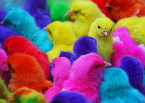 Цветные цыплята (фото + видео)