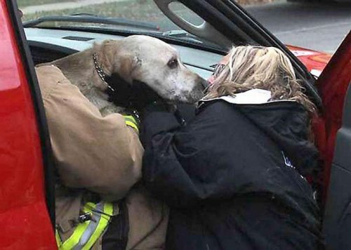 Храбрый пожарный спас собаку