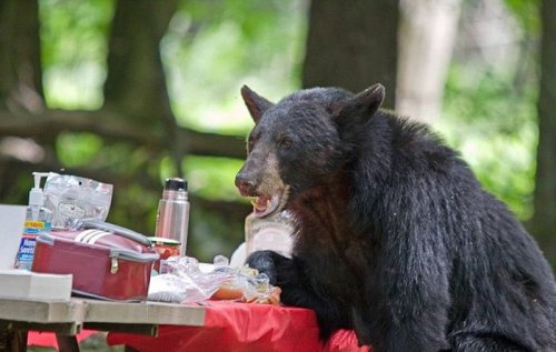 Голодный медведь помешал семейному пикнику