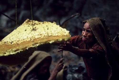 Как добывают мед в Непале