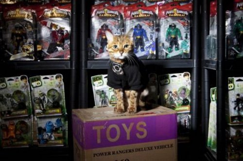 Кот получил должность охранника игрушек