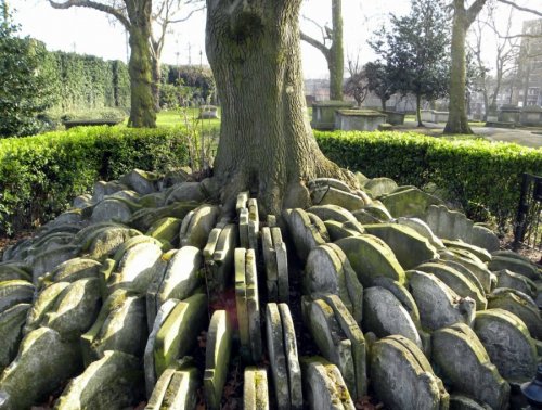 Дерево сотни надгробий