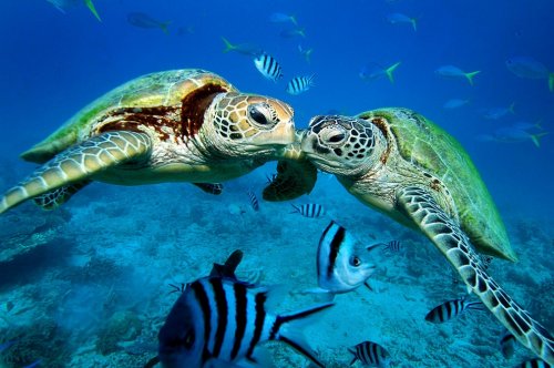 Подводная фотосессия двух зеленых черепах