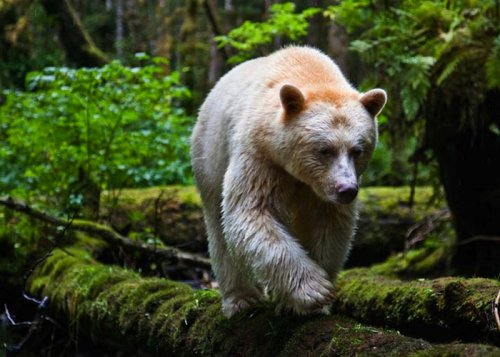 Медведь-призрак, обитающий в канадских лесах