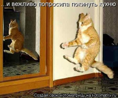 Котоматрицы - веселые картинки с котятами