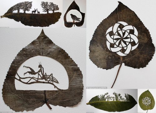 Удивительные сюжеты художника Лоренцо Силвы, вырезанные в листьях
