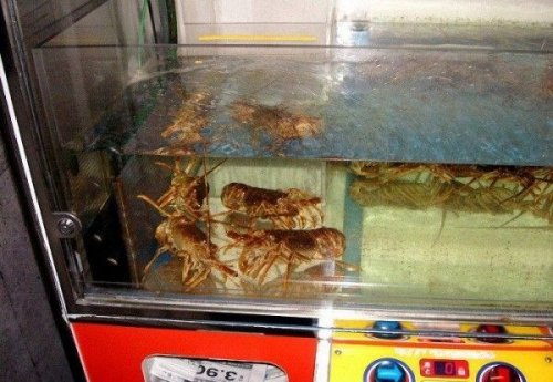 Игровые автоматы с живыми омарами и золотыми рыбками