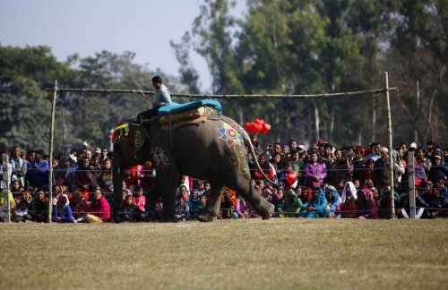 Необычный фестиваль слонов в Национальном парке Читван
