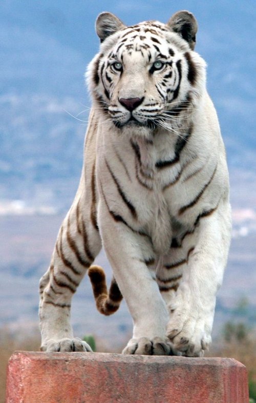 Красота и величие белых тигров