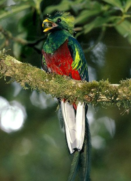 Самые великолепные экзотические птицы (12 видов)