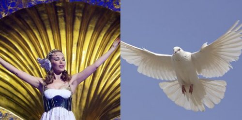 Фото-фантазия на тему Кем из птиц могли бы быть звезды (15 фото)
