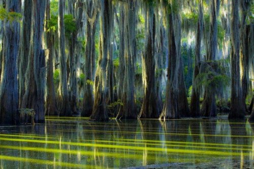 Сказочные пейзажи кипарисовых лесов озера Каддо (22 фото)