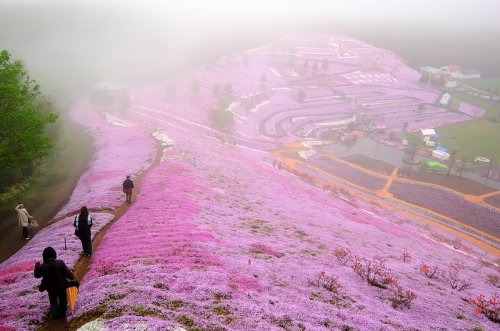 Цветущий холм Shibazakura в японском парке Хицужияма (26 фото)