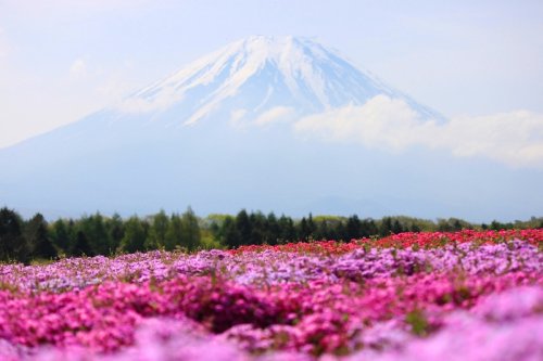 Цветущий холм Shibazakura в японском парке Хицужияма (26 фото)