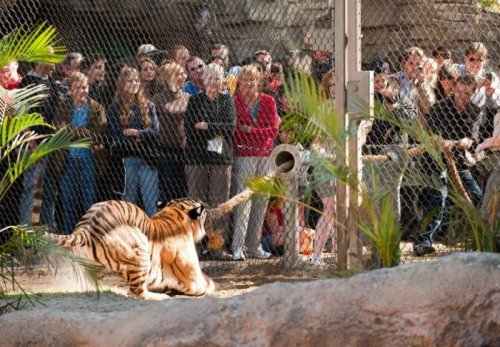 Перетягивание каната с тигром (6 фото + 1 видео)