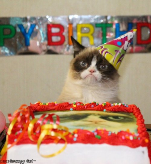 С днём рождения, Grumpy Cat! (5 фото + 1 видео)