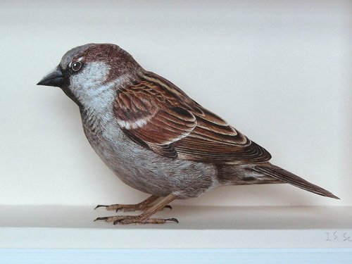 Сверхреалистичные бумажные 3D-модели птиц Йохана Шерфта (7 фото)