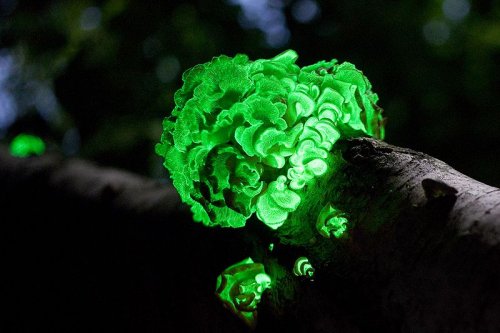 15 Самых красивых и необычных грибов