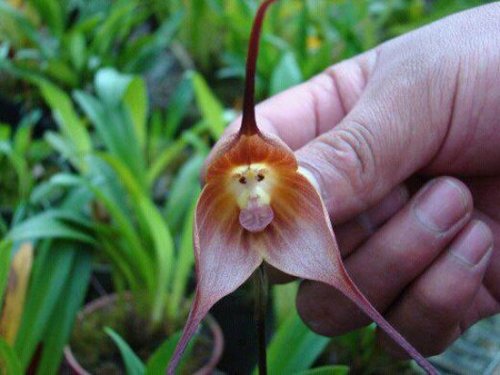 Удивительная орхидея, которая выглядит, как мордочка обезьяны