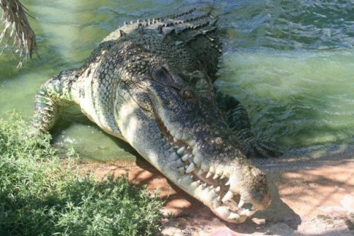  (Saltwater Crocodile).   !