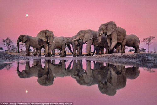 Великолепные фотографии, вошедшие в книгу "Мастера фотографии дикой природы"  (9 фото)
