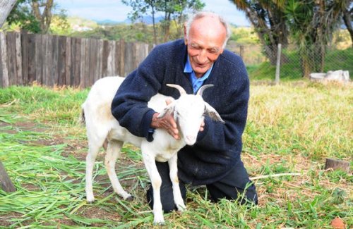 Бразильский мужчина собирается жениться на своей козе в Церкви Дьявола