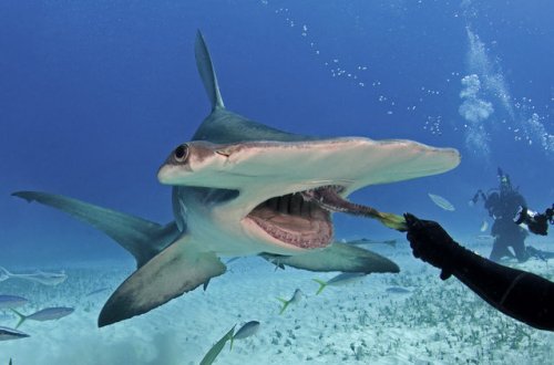 Свободное плавание с молотоголовой акулой (4 фото)