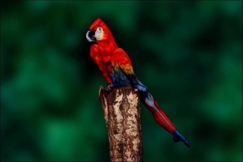 Необычный попугай (4 фото)