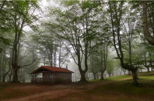 Уединённые лесные домики (24 фото)
