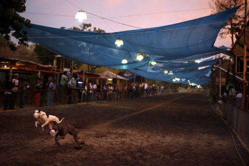 Собачьи бега в Сантьяго (15 фото)