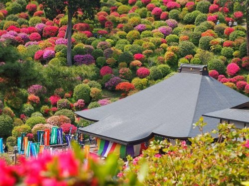 Буддийский храм Шиофуне Канон-дзи в окружении цветущей азалии (12 фото)