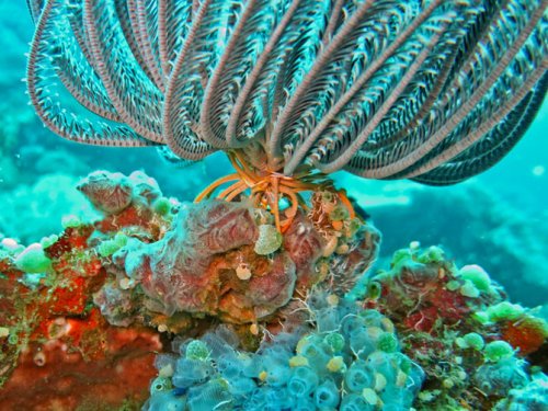 Топ-7: Самые живописные коралловые рифы на планете (25 фото)