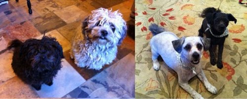 Чудесные собаки до и после стрижки (17 фото)
