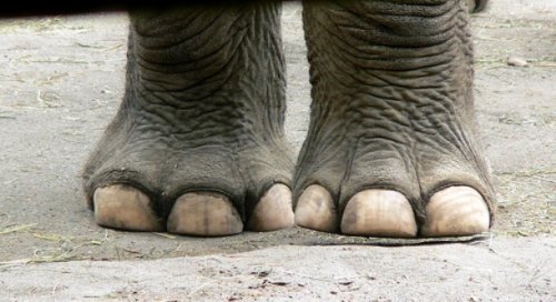 Топ-25 прикольных и необычных фактов про слонов