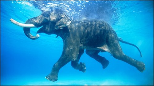 Топ-25 прикольных и необычных фактов про слонов