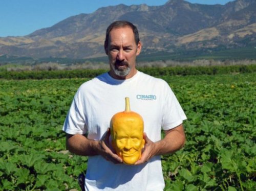Фермер из штата Калифорния выращивает тыквы для Хэллоуина в виде Франкенштейна (3 фото)