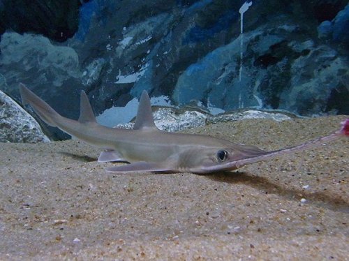 10 Самых странно выглядящих акул