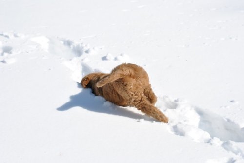 Собаки и кошки впервые играют в снегу (33 фото)