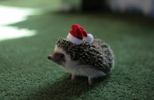 Животные в шапках Санта Клауса (20 фото)