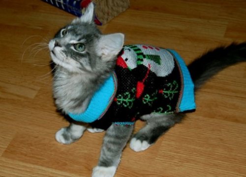 Праздничные кошки в новогодних свитерах (10 фото)