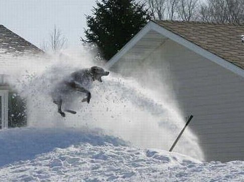 Собаки играются со снегом (10 фото)