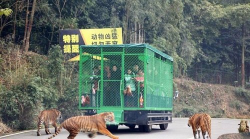 В Китайском зоопарке посетителей закрывают в клетки, чтобы животные могли свободно разгуливать (5 фото)