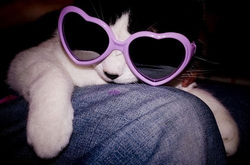 Влюблённые коты и кошки в очках в форме сердца (10 фото)