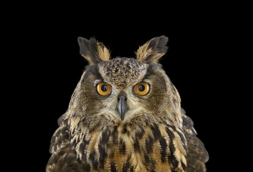 Мистические совы в фотопроекте Брэда Уилсона (18 фото)